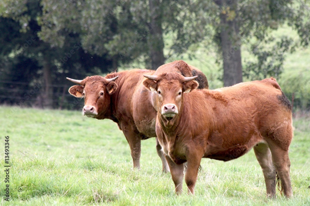 Zwei Limousine-Kühe auf grüner Weide