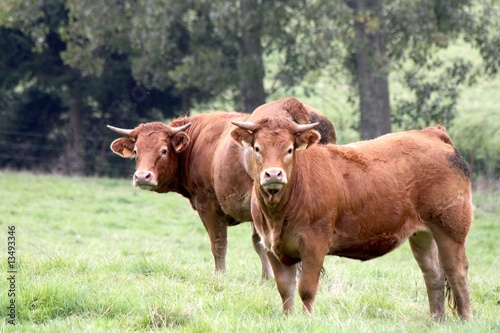 Zwei Limousine-Kühe auf grüner Weide © Mumpitz