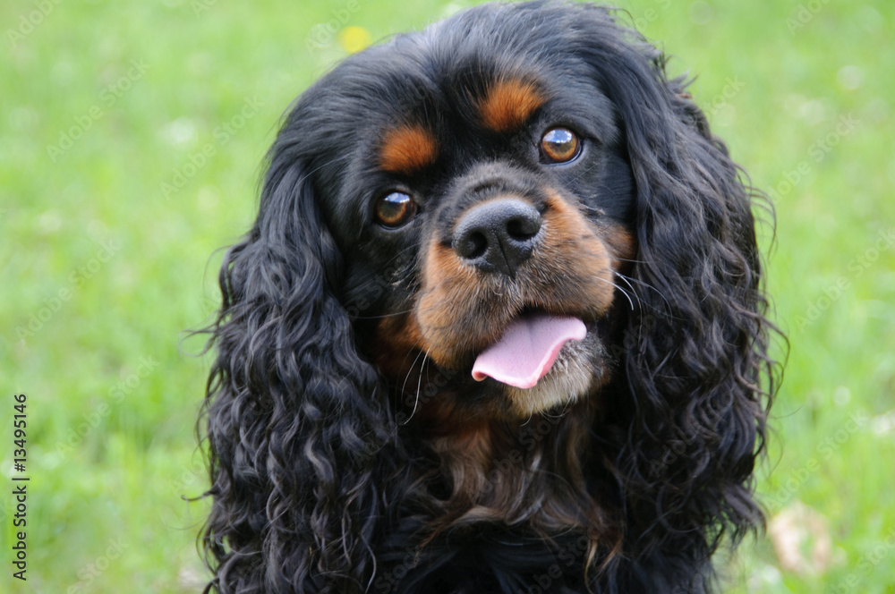 Treuherziger Blick eines Cavalier King charles Spaniel Treuherziger Blick eines Cavalier King charles Spaniel