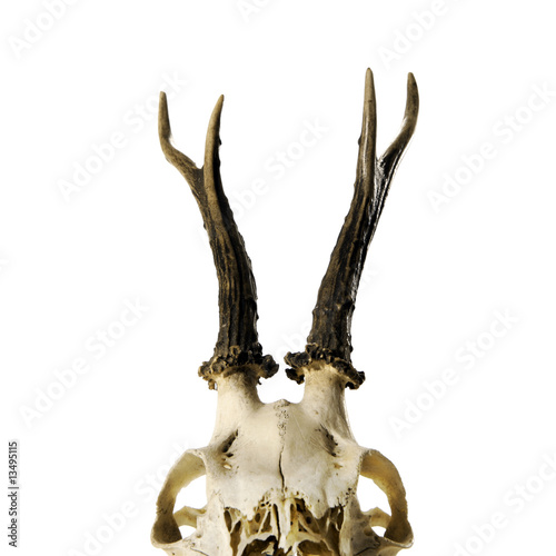 skeleton head with antlers