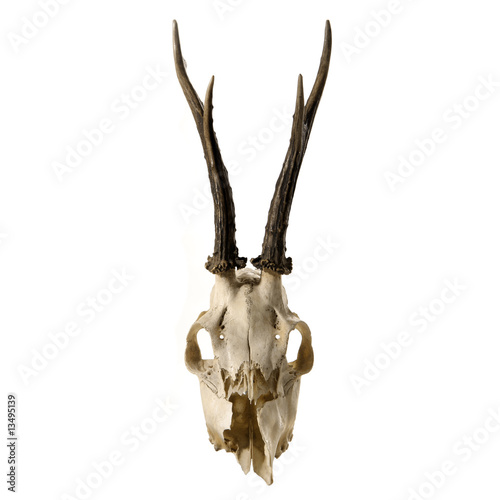 skeleton head with antlers