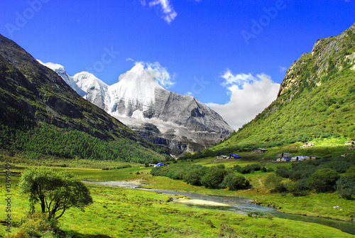 Green landscape with isolated tree