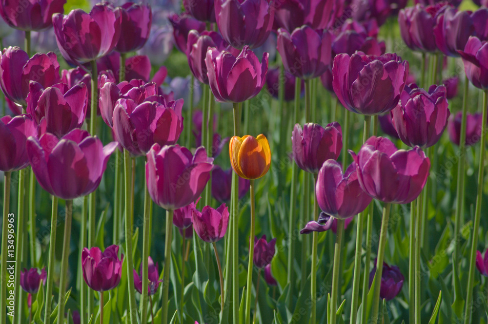 Tulips Tulips