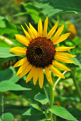 Sunflower in full bloom during smmer