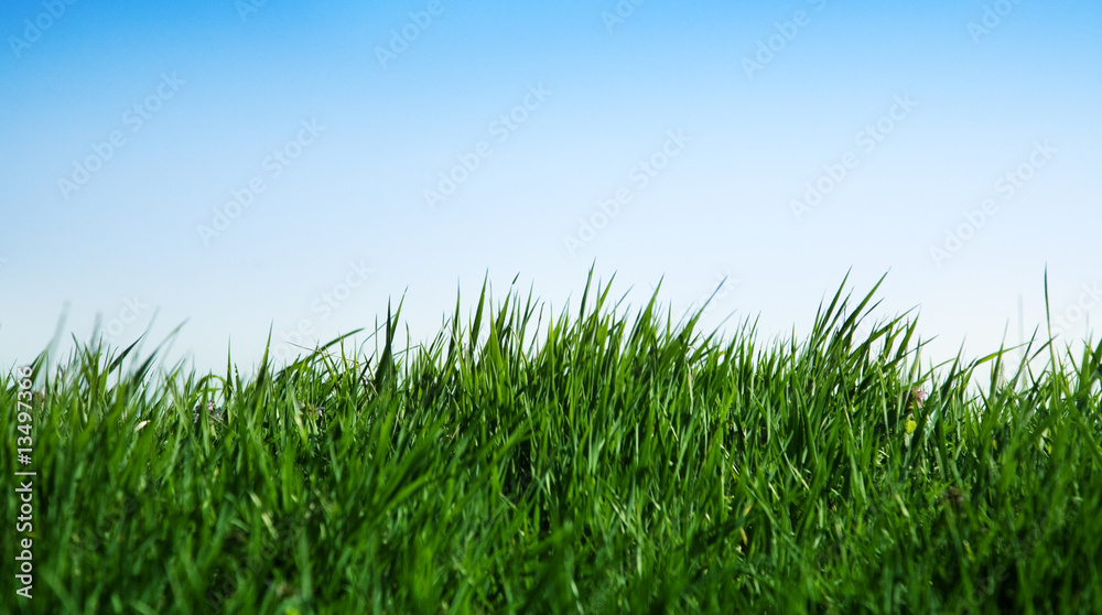 blue sky and green grass
