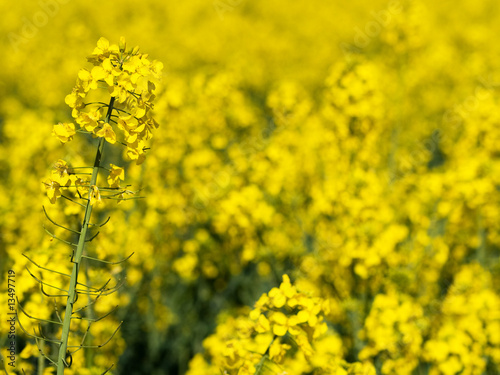 Rapefield closeup © laurent dambies