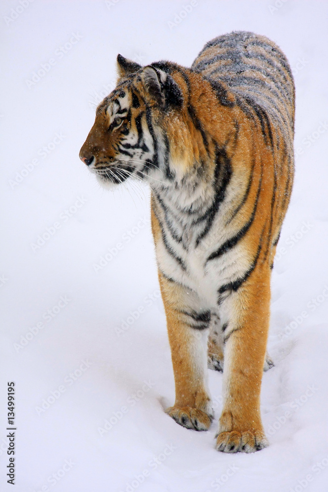 Obraz premium Tiger im Schnee