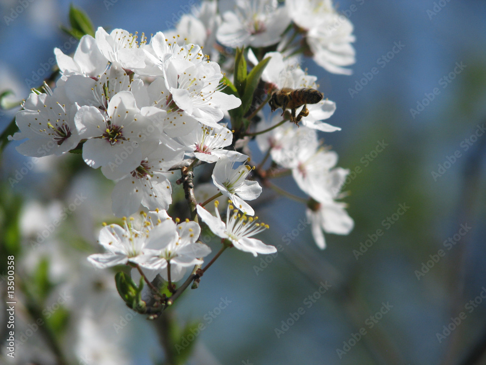 Fototapeta premium Bee