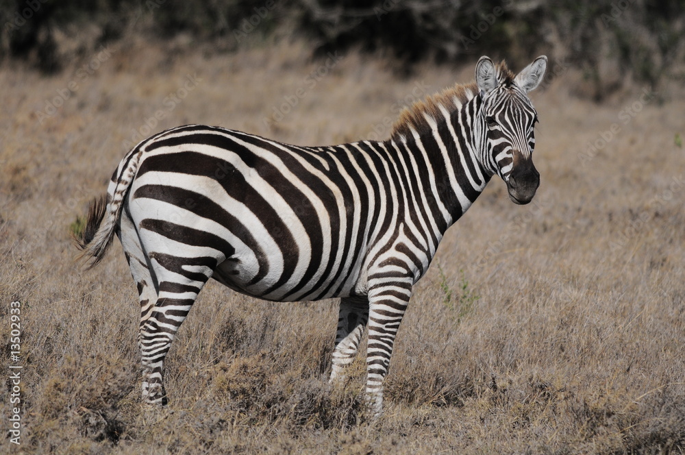 Plains Zebra (Equus Quagga) at Masai Mara, Kenya Plains Zebra (Equus Quagga) at Masai Mara, Kenya