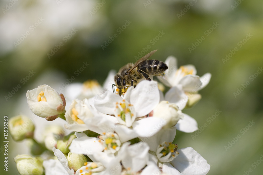 Ape su un fiore Ape su un fiore