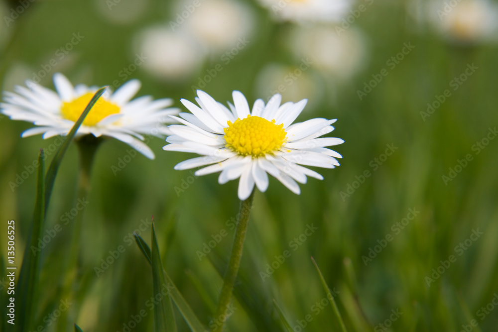 Obraz premium gänseblümchen