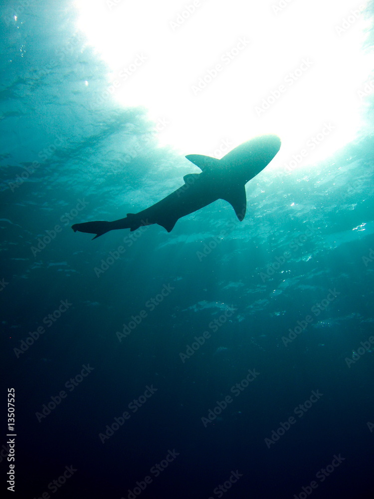 Fototapeta premium Contraluz con Tiburon