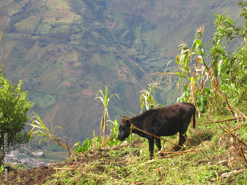 Cow grazing on a hill overlooking Banos, Ecuador