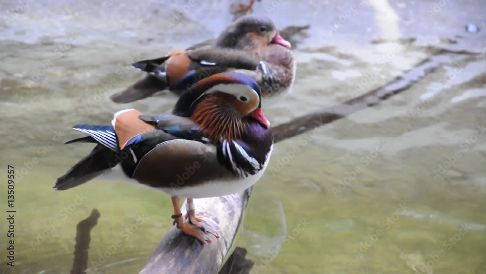 Mandarin Enten