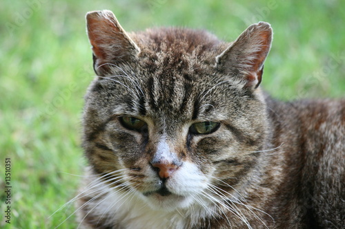 tomcat