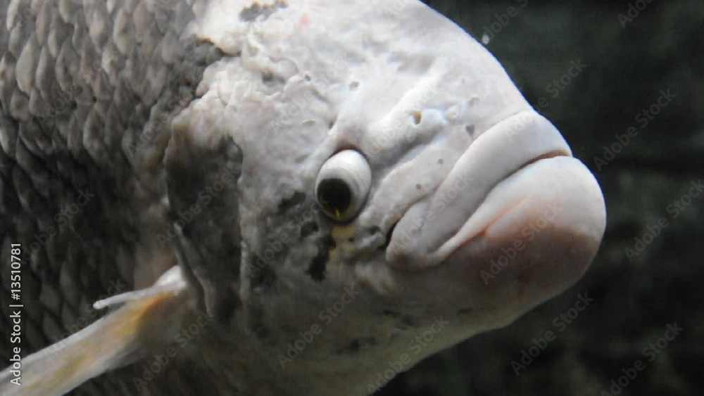 Großer Fisch