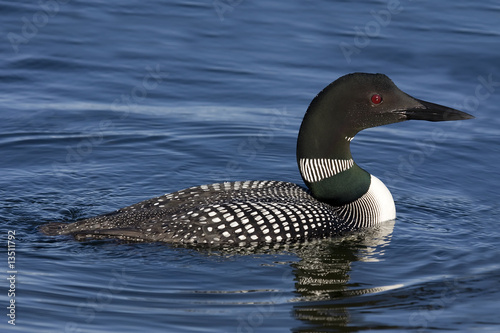 Common Loon XII (Gavia immer)