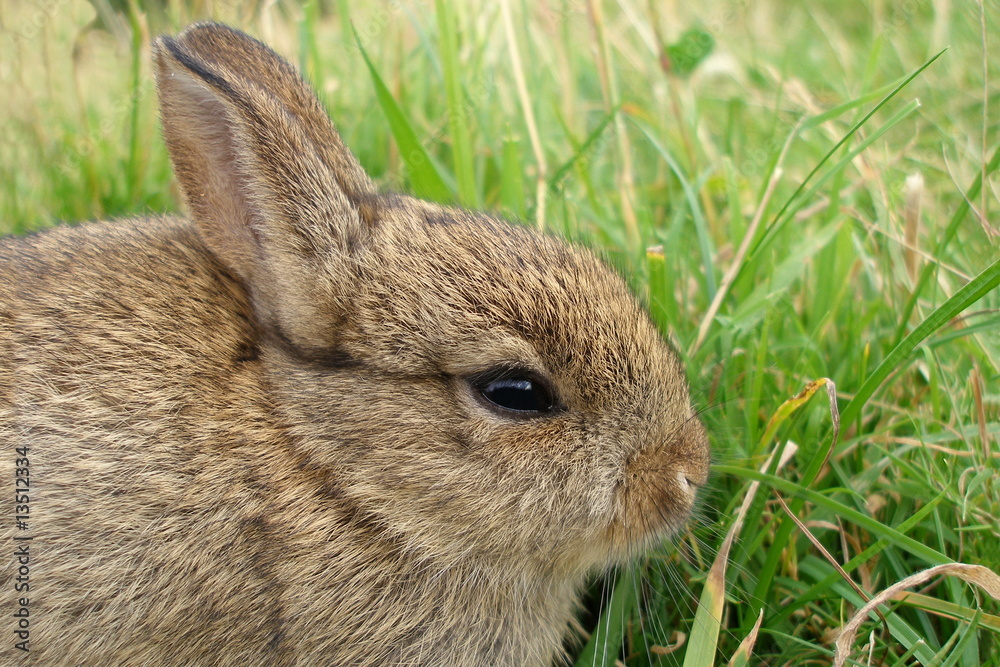 Fototapeta premium Rabbit's Head