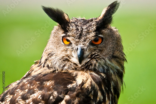 Eurasian Eagle Owl (lat. bubo bubo)