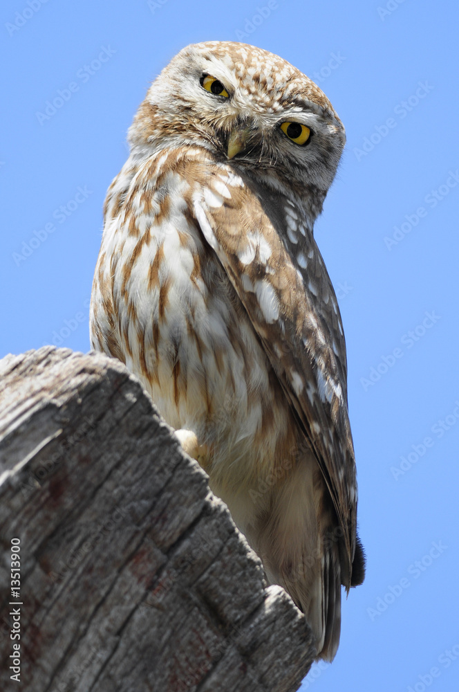 Obraz premium The Little Owl (Athene noctua), K.Tivon, Israel