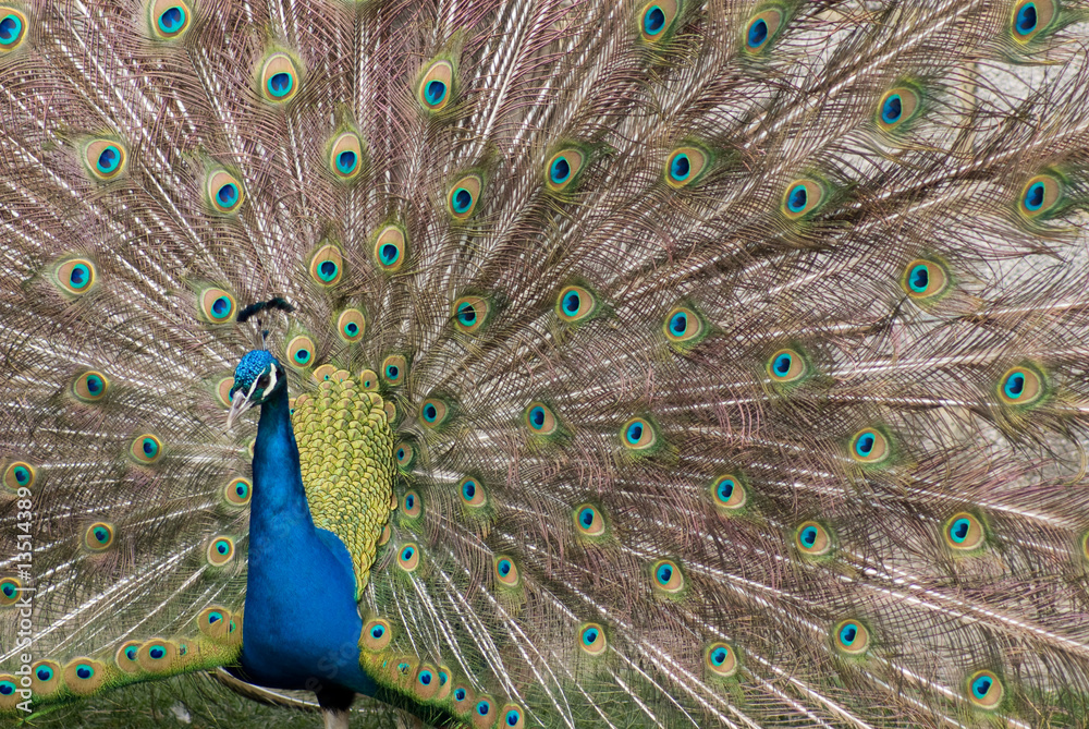 Naklejka premium Displaying Peacock