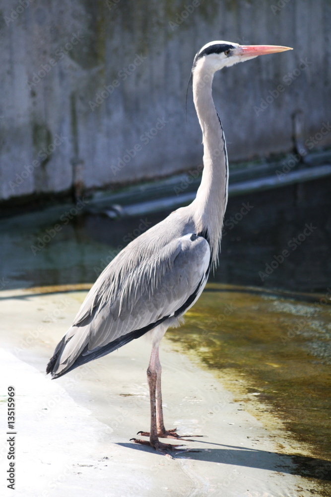 Fototapeta premium Fischreiher 1