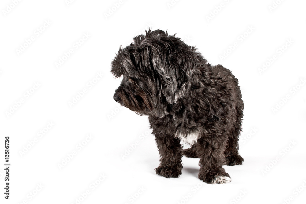 dog looking at the floor dog looking at the floor