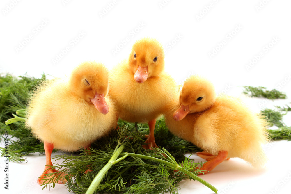 Cute little ducklings isolated and green grass Cute little ducklings isolated and green grass