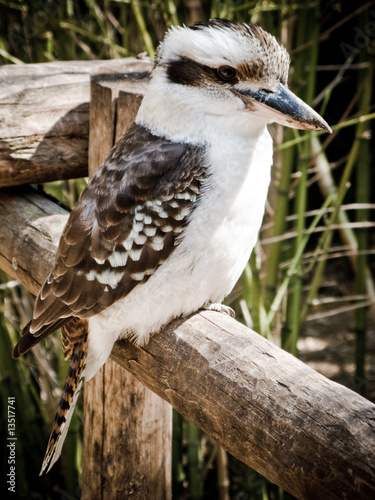 Kookaburra