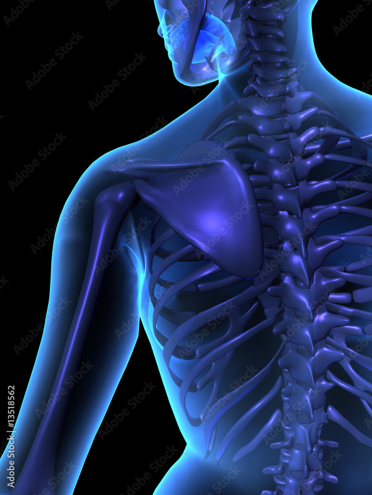 X-ray illustration of female human body and skeleton Stock Illustration ...