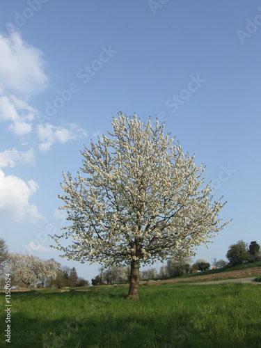 Blühender Kirschbaum auf der Reichenau