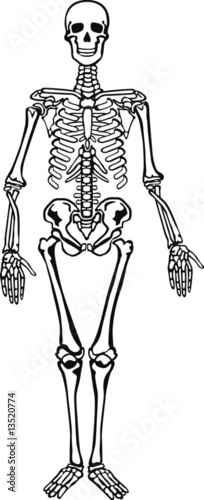 skeleton 1
