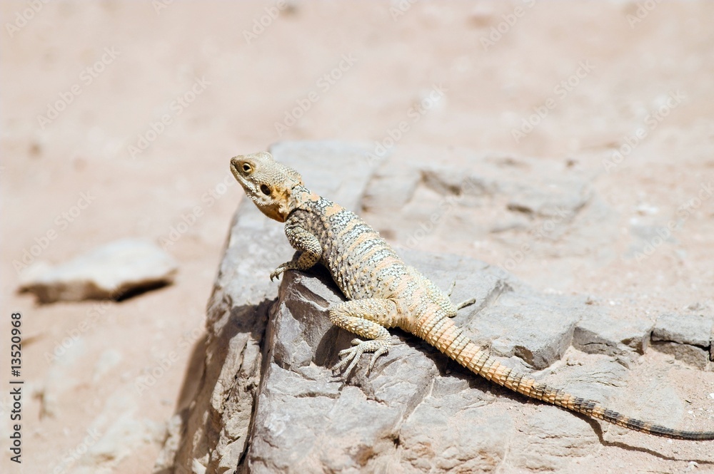 lizard in Jordan desert lizard in Jordan desert