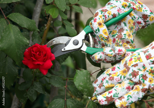 giardinaggio -potare rose photo