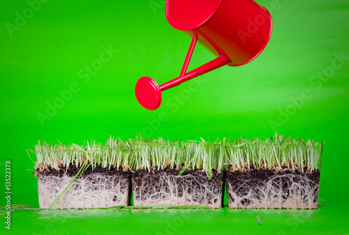 Miniature garden