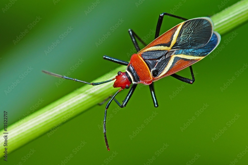 Naklejka premium shield bug in the parks