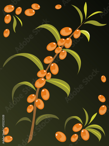 sea buckthorn