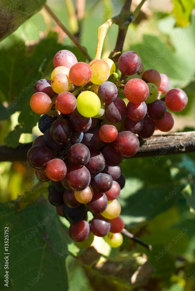 Grapes Grapes