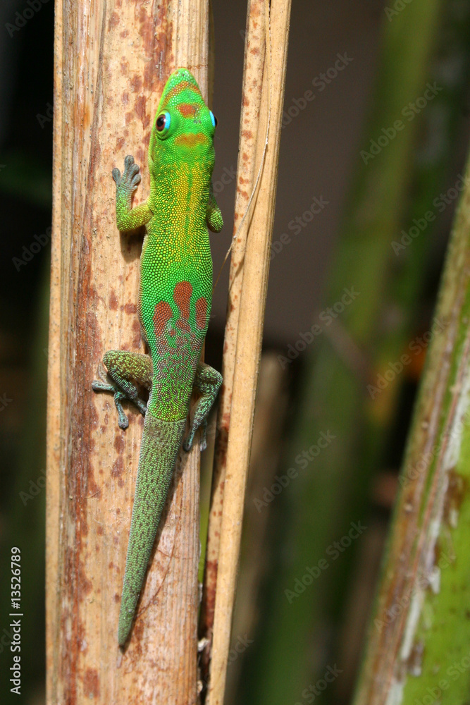 Fototapeta premium Gecko 06