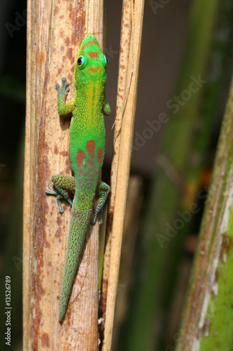Gecko 06