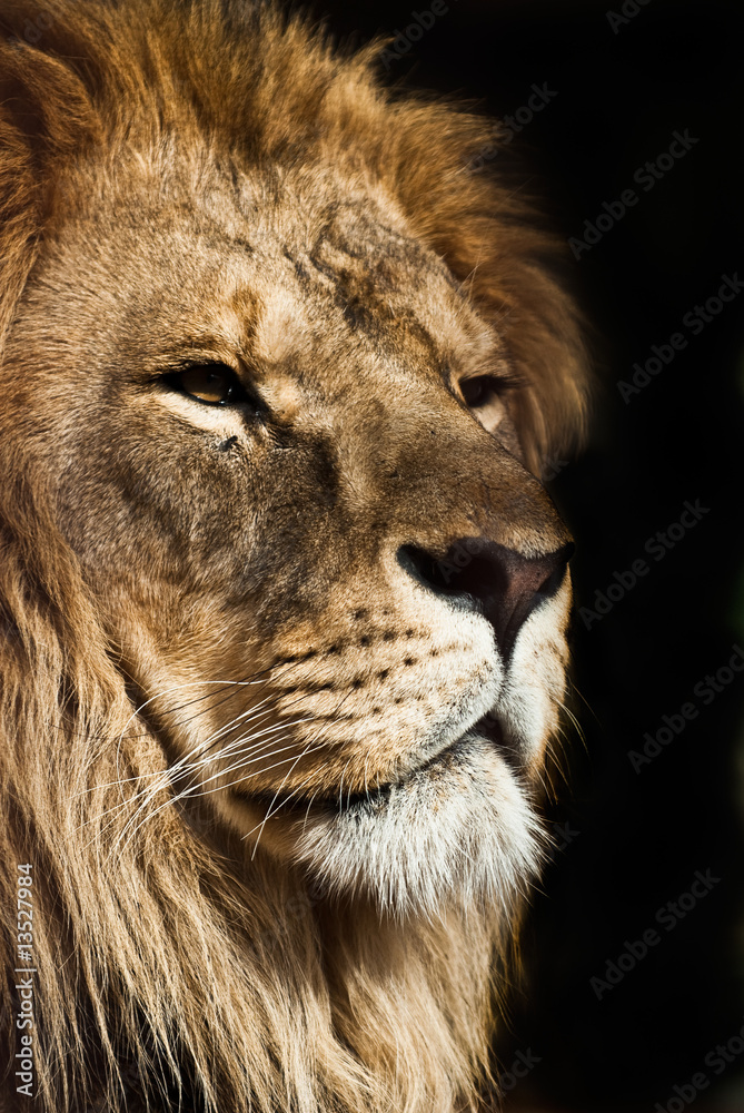 Naklejka lion