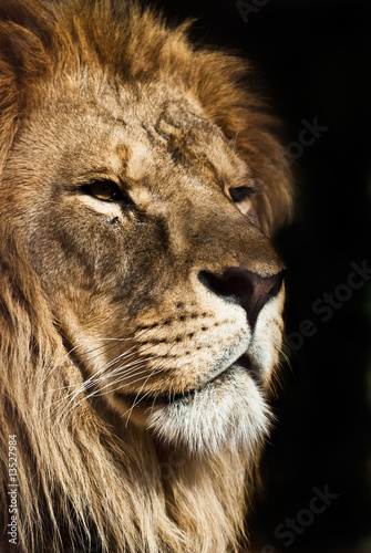 lion