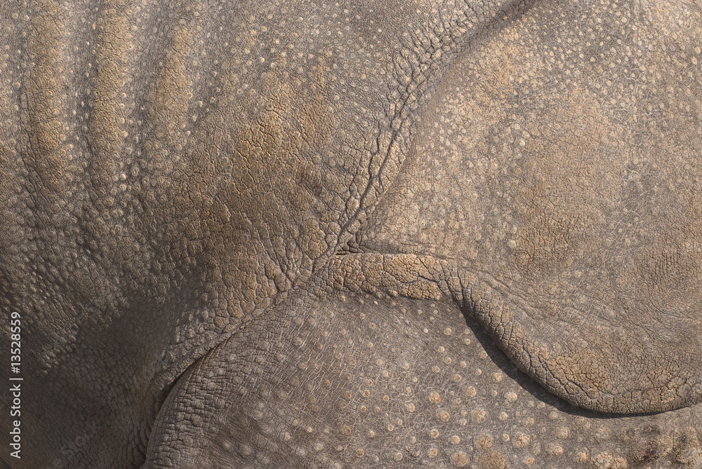 Fototapeta premium Rhinoceros Skin