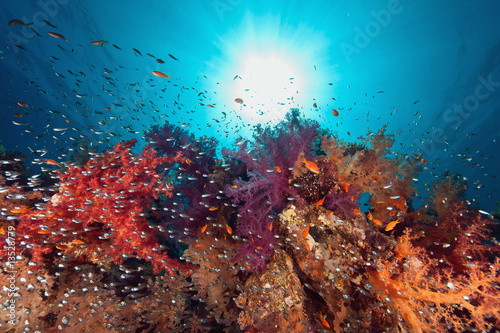 Fototapeta Naklejka Na Ścianę i Meble -  ocean, coral and fish