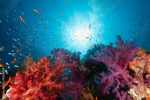 ocean, coral and fish © stephan kerkhofs