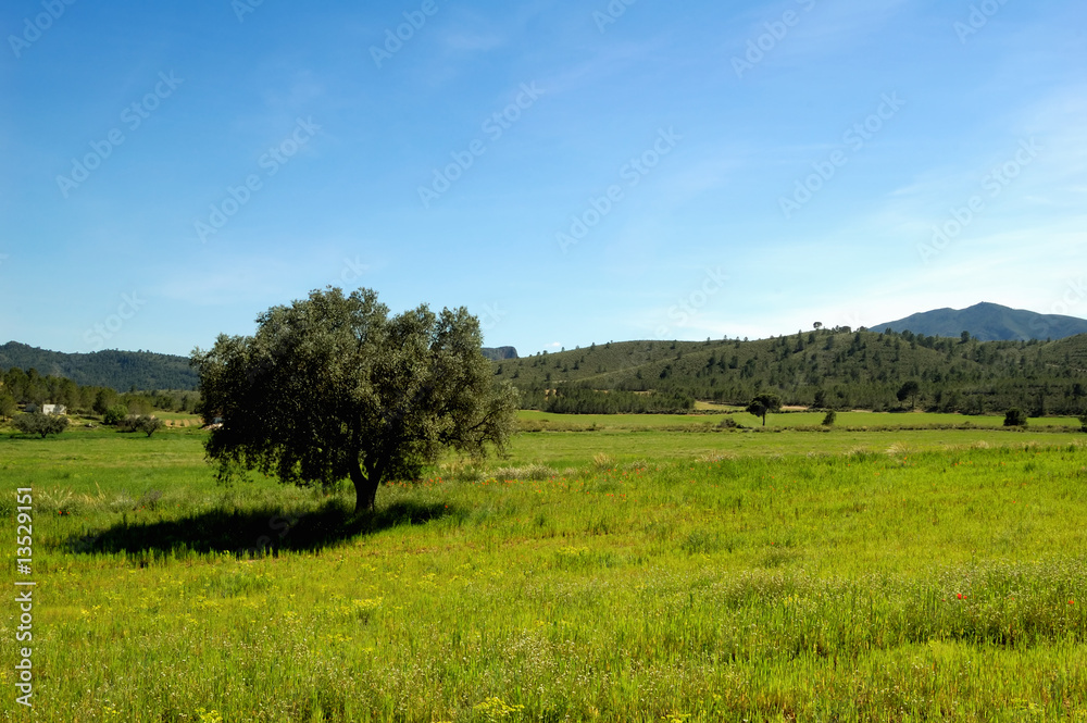 Springtime: old olive tree and wildflowers Springtime: old olive tree and wildflowers