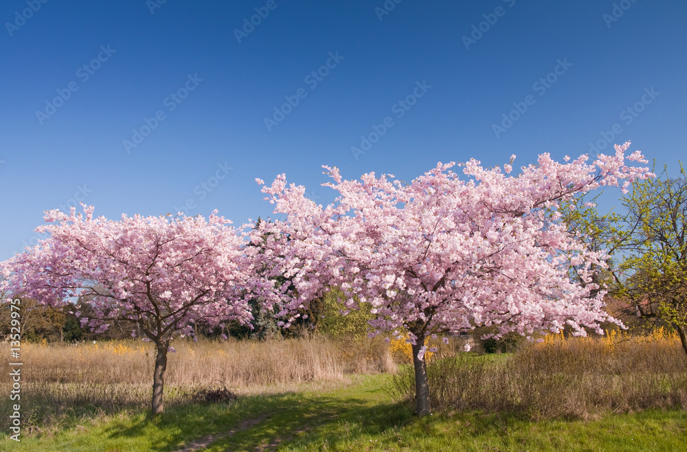 cherry tree in bloom