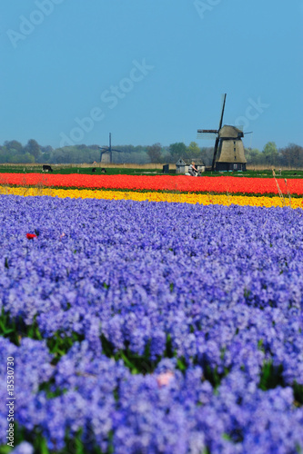 tulips and windmill