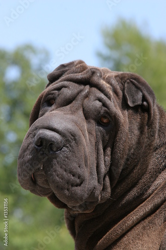 shar pei portrait photo