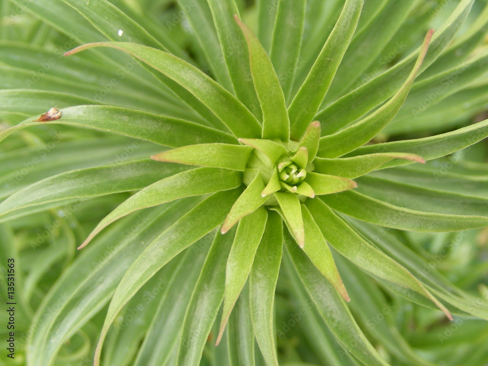 Fototapeta premium lily leaf curl